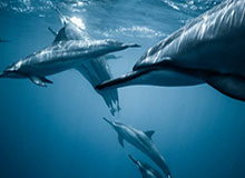 多多28-河北五超·微视频｜辛集硬核球迷王明辉 车轮滚滚 全是热爱